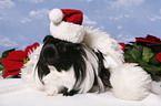 christmas guinea pig