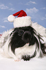 christmas guinea pig