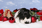 christmas guinea pig