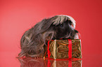 longhaired guinea pig