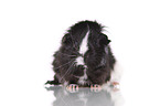 longhaired guinea pig