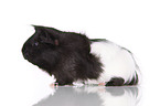 longhaired guinea pig