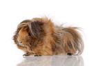 longhaired guinea pig