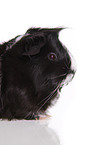 longhaired guinea pig