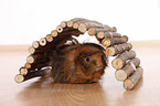 longhaired guinea pig