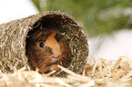 longhaired guinea pig