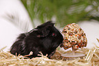 longhaired guinea pig