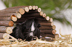 longhaired guinea pig