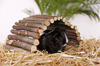 longhaired guinea pig