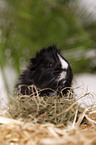 longhaired guinea pig