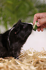 longhaired guinea pig