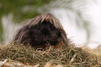 longhaired guinea pig