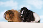 longhaired guinea pig