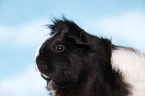 longhaired guinea pig