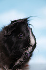 longhaired guinea pig