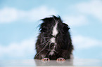 longhaired guinea pig