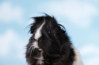 longhaired guinea pig