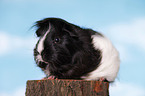 longhaired guinea pig