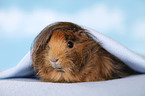 longhaired guinea pig