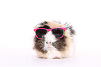 longhaired guinea pig