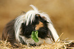 longhaired guinea pig