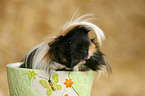 longhaired guinea pig