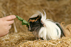 longhaired guinea pig