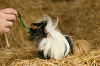 longhaired guinea pig