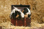 2 guinea pigs