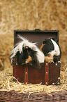 2 guinea pigs