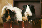 2 guinea pigs