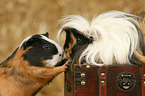 2 guinea pigs