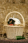 longhaired guinea pig