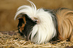 longhaired guinea pig