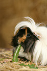 longhaired guinea pig