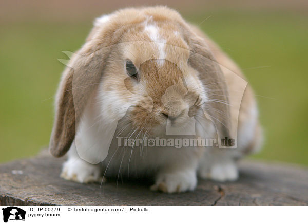 Widder Kaninchen / pygmy bunny / IP-00779
