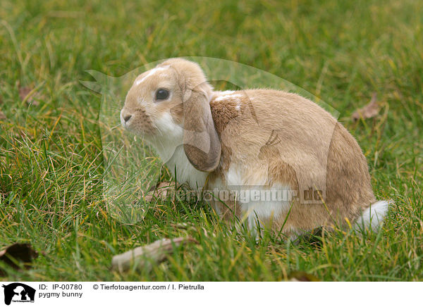 Widder Kaninchen / pygmy bunny / IP-00780