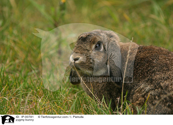 pygmy bunny / IP-00781
