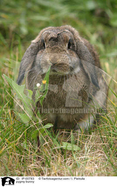 Widder Kaninchen / pygmy bunny / IP-00783