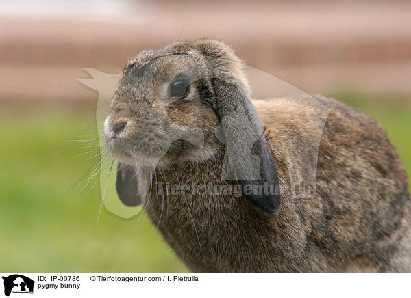pygmy bunny / IP-00786