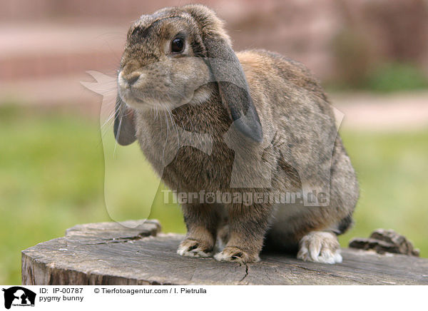 pygmy bunny / IP-00787