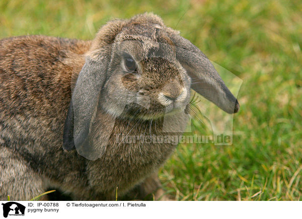 pygmy bunny / IP-00788