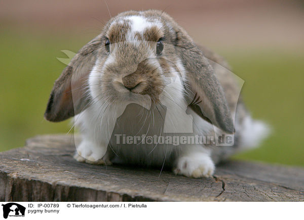 pygmy bunny / IP-00789