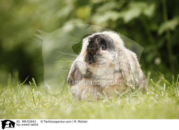 lop eared rabbit / RR-53943