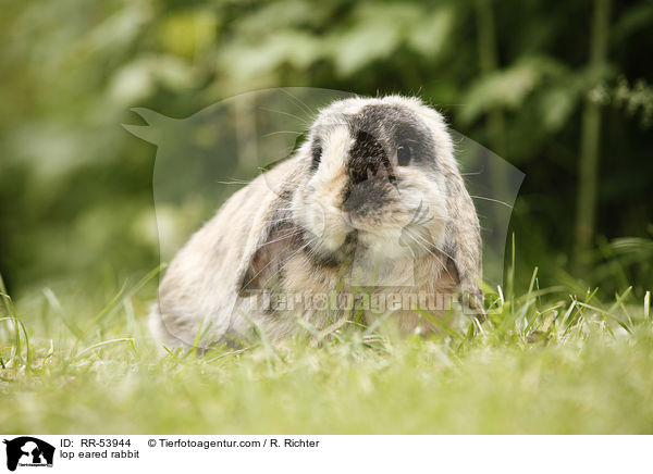 lop eared rabbit / RR-53944