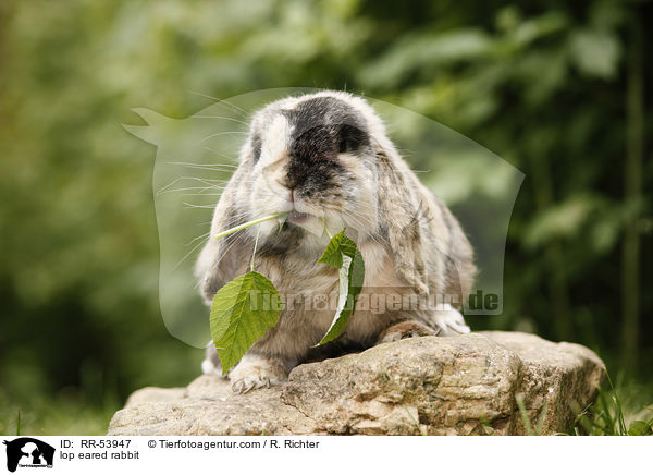 lop eared rabbit / RR-53947