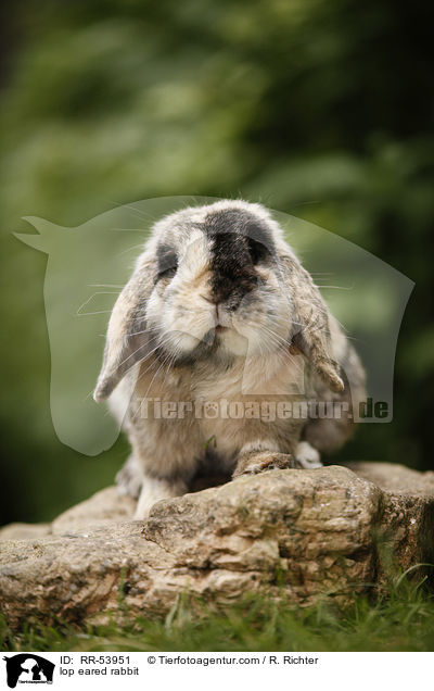 lop eared rabbit / RR-53951
