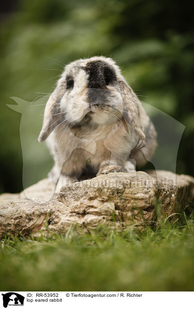 lop eared rabbit / RR-53952