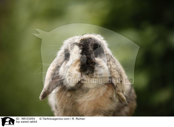 lop eared rabbit / RR-53954
