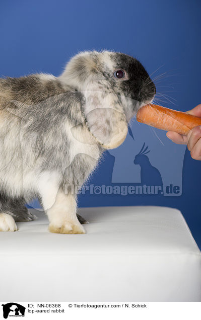 Widderkaninchen / lop-eared rabbit / NN-06368